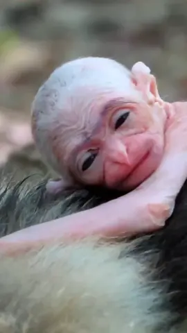 The baby proboscis monkey’s hair hasn’t grown yet #小Monkey #MonkeyVideo #AnimalWorld #monkey 