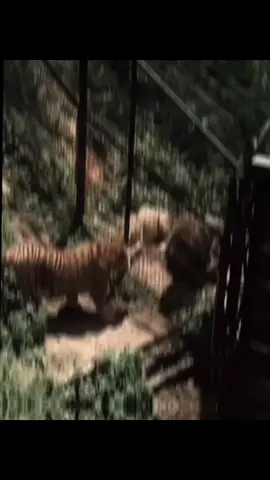 African Lion Facing A muscular Siberian Tiger. Siberian Tiger’s Are Biggest Cats in The World #viral #fyp #animallover #animal #animals #wildlife #wildanimals #wildephotography #wild #lionvstiger #tigervslion #tiger #tigerking #siberiantiger #amurtiger #foryoupage 