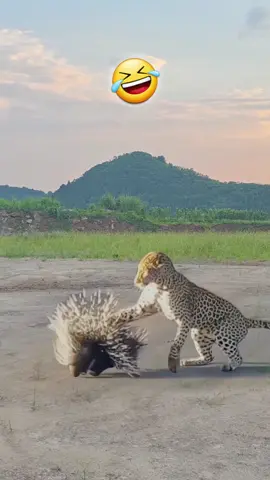 Porcupine vs Leopard 🦔🤣🐆 Animals Funny #poltukama 