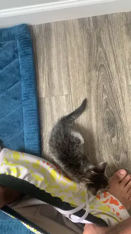 I just wanna take a shit in peace 😂 #catsoftiktok #babymillicent #fyp #viral 