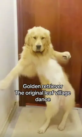 The original leaf village dance #trend #dieunhaylangla#dance #dogdance #funny #funnyvideos #chinese #chinesedance #dancer #goldenretriever #naruto #puppy 