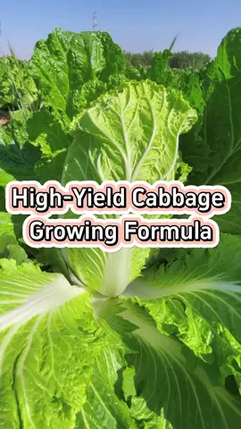 Secrects to High yield cabbage #garden #gardening #gardeningtips #planting #farming #veggiegarden #cabbage #pesticides 
