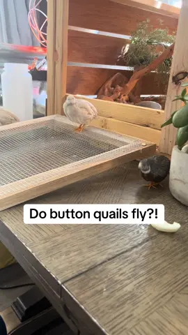 At this porint, I’m not sure if my button quails are miniature chickens or fat parakeets😭 #buttonquail #quail #petbird #birdsoftiktok 