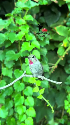 Young Anna’s Hummingbird ✨ #hummingbirds #nature #annashummingbird  . Share this video with friends and family to spread the joy of hummingbirds ✨ . . © All rights reserved.  Don’t use without permission.  . . . #birds #naturelover #Outdoors #birdwatching #gardenbirds #featherperfection #instabirds #wildlife #hummingbirdfeeder #backyardbirds #birdsinflight #hummingbird  #hummingbirdsoftiktok #asmr #foryou #vibes #WeekendVibes #viral #fyp #foryoupage #reels #birdreels #naturereels #reels__tiktok #viralvideo 