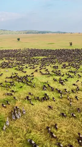 📍Serengeti National Park, Tanzania🇹🇿, Visit and experience the great Serengeti National Park with our friends at serengeti balloon safaris for an experience of a lifetime.  🎥:@Serengetiballoonsafaris, Thank you🙏🏿❤️