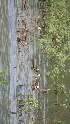Belíssima imagem de um bando de Marreca toicinho na lagoa. #bird #sertao #ave #aves #animais #passaros #caatinga #naturezaviva #passaro #caatinga_brasil 
