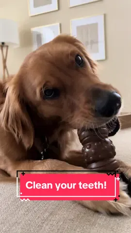 @MogorilaUS has this super tough chew toy that your dog will love. It’ll keep em busy and scrape the tartar off their teeth!#mogorilaus #finntastic #checkoutmyshop #chewtoy #dogsoftiktok #goldenretrieverlife 
