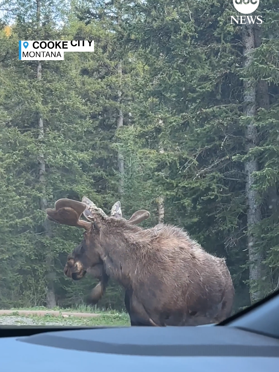 Moose on the move: A wildlife biologist captured footage of a moose fleeing from a charging grizzly bear at a Montana campground. The biologist said that the bear was unsuccessful in its attempt to catch the moose. #moose #grizzlybear #montana