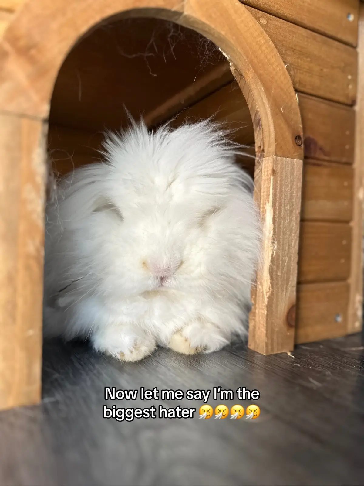 Our pets are not battery animals! #rabbitsoftiktok #rescueanimal #animalsanctuary #RabbitTikTok #animalrights #ukrabbitrescue #animalcharity #foryoupage #ahutchisnotenough #bunniesoftiktok #animalsoftiktok #animalrehabilitation #ukanimalrescue 