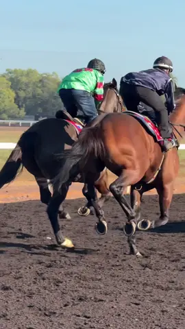 “Hes the Ultimate” & @Jade.Hampson 🤩 #hestheultimate #barrriertrial @Baxter Thoroughbreds #racehorse #horseracing #horseracingedit #thoroughbred #femalejockey #racehorseedit #darwinturfclub #jockey #abbysracing #horserider #baxterthoroughbreds 