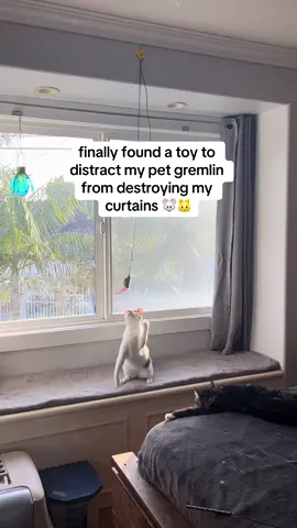 if this keeps working i might be able to finally replace my ratty old curtains he destroyed @Ash's Choice #kittensoftiktok #cattok #catrescue #fosterkittens #kittenseason #catdistributionsystem #kitten #catlover #straycats #kittenrescue #newkitten #newcat #catlady #crazycatlady #tabby #tabbycat #tabbykitten #babycat #catmom #cutecat #cutekitten #sillycat #funnycat #cattoy #crazycat 