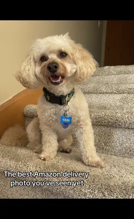 The poor delivery drivers that have to come to our house #amazon #deliverydriver #funnydogvideos #dogsoftiktok