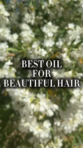 Best hair oil ✨ OUAI Hair Oil is amazing.@the OUAI #ouaihair 