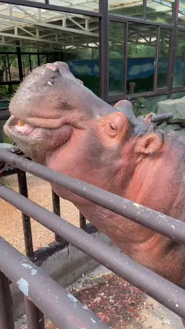 This watermelon is visibly crispy to the naked eye. Listening to this sound, I can't imagine how happy our seventh brother would be with this bite#Hippo