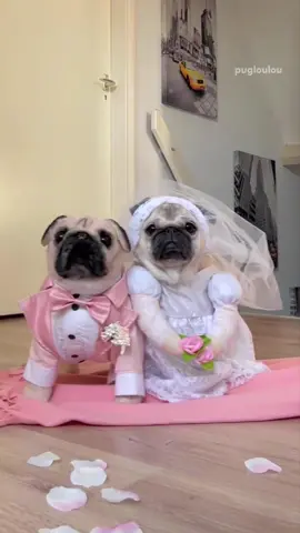 The bride & groom look paw-sitively fetching! 🐶💕💐 Send @pugloulou your best wishes for a future full of love, joy, and long walks in the comments! 👇 #SHEIN