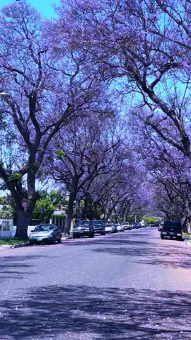 Jacaranda mimosifolia #jacarandaflowers #jacaranda #santaana #santaanacalifornia #california #californiaadventure 
