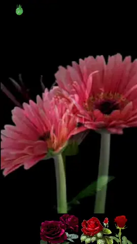 #rosas #hermosasrosas #yolcubeats #lule #emocion #limaperu #turkia #pasion  #musicahermosa #flower 