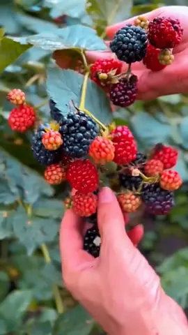 buah impor yang langka di Indonesia | buah blackberry #fyp #viral #farm #farming #agri #pertanian #reels #machine #garden #shot #berkebun #kebun #cultivation #shorts 