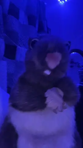 #fupage #fyp #fyppppppppppppppppppppppp #fyppage #fypツ #rat #puppetsoftiktok #ratpuppet #puppet #relatable 