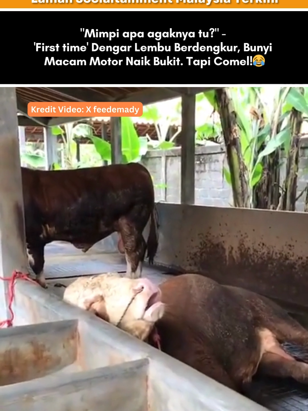 Mungkin lembu ni penat sangat kot.. Kredit Video: X feedemady P/s: Video di atas bukan hak milik Lobak Merah dan kami telah meletakkan kredit kepada pemilik video. Sekiranya anda ingin menurunkan sebarang video, Sila DM kami dalam kadar segera. Terima Kasih! Jangan lupa untuk Like, Comment. Share dan Follow Lobak Merah! 🧡 Terima Kasih! #fyp #fypシ #lobakmerahmy #beritaditiktok #viralstory #trending #trendingnewsmalaysia #ceritaviral #terkini #viralupdates #storyviral