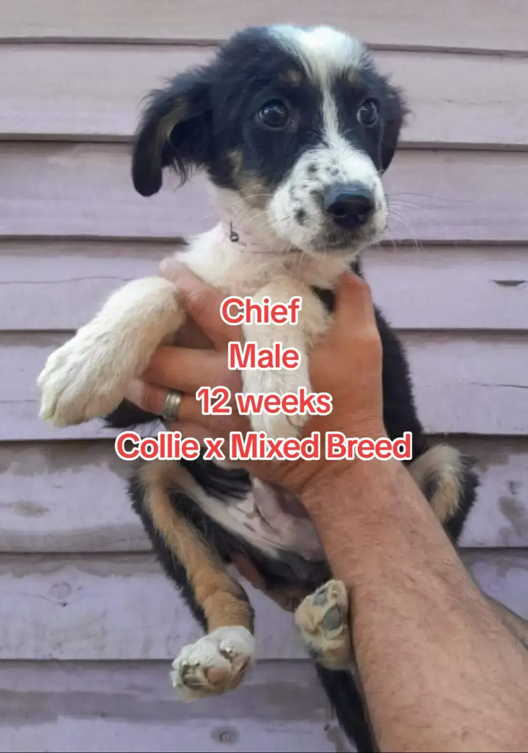 Collie x Pups and Mom available for adoption! #puppy #collie #dog #adopt