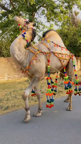 camel dance ♥️#foryoupage #viralvideo #tiktok #CapCut 