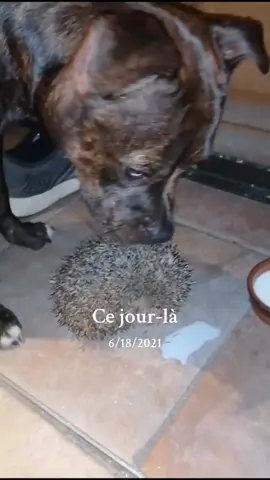 #cejour-là On avait trouvé un hérisson 🥹🥹 il était pas bien en forme on l'avait remis sur pied et rendu sa liberté ! 💜 #staffy #herisson #cute 