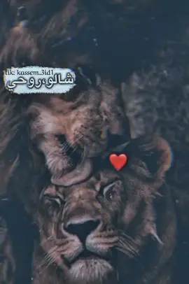 #شالو_نعشك_شالوني #kassem_3id1 #CapCut #foryou #viral #fyp #ترند #🇱🇧 #video #foryou #CapCut 