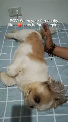 This pup just loves 🍑 pats so much.. 🐶😂😍 Our social media manager friend's dog, Henry, has this sleeping routine 😂 Does your furry babies love this too? 😍 Let us know in the comments section below ⬇️ #sgdogs #funnydogvideos #funnydogsontiktok  #cutedogvideos #cutedogsontiktok #lovefordogs   #singaporedogs  #dogsofsingapore 