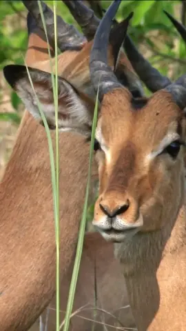 An impala captured in a close-up shot in Kruger National Park, South Africa, showcasing the intricate details of its antelope features #southafrica #animal #impala