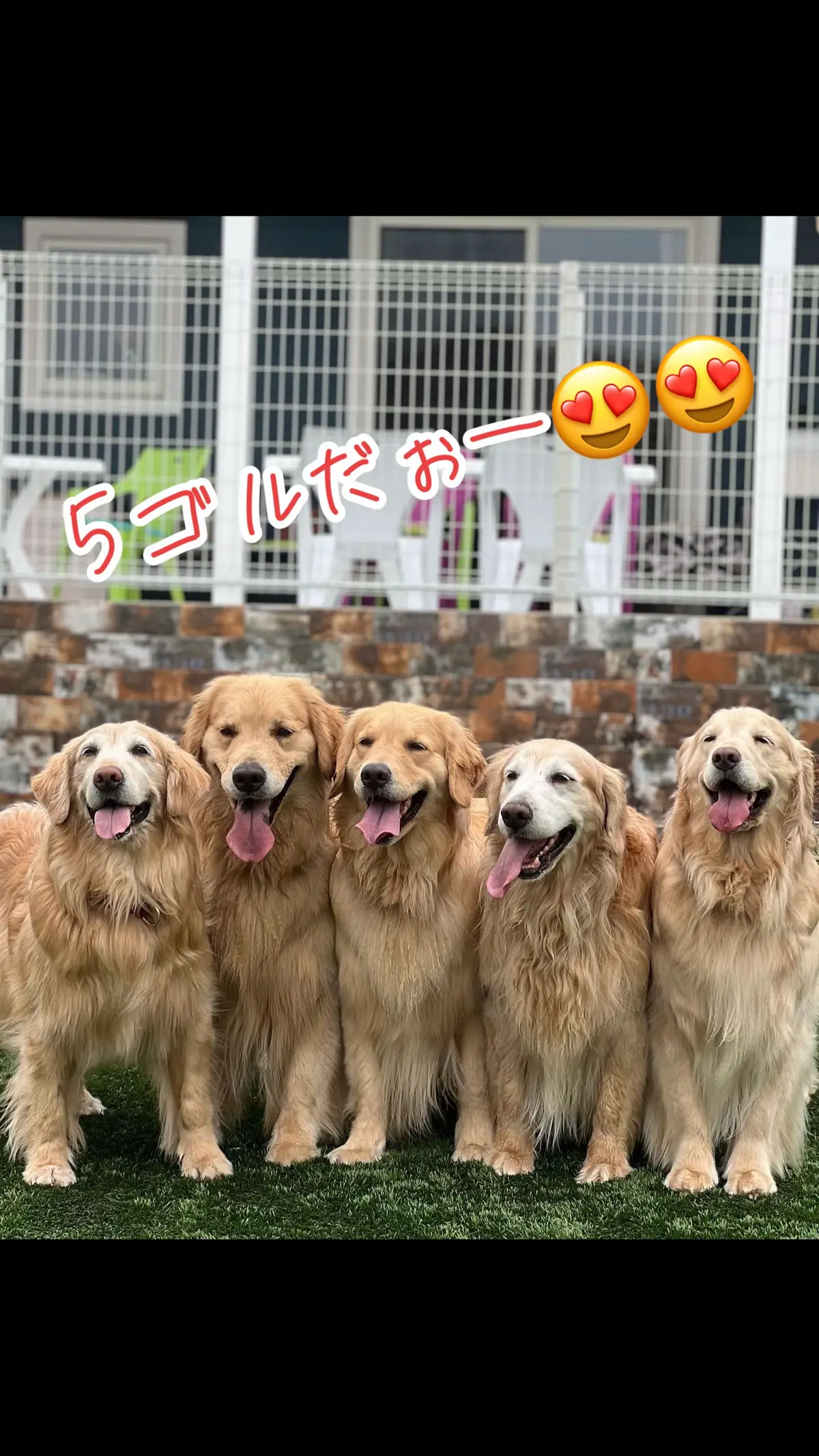 #笑顔#ゴールデン・レトリーバー #ゴールデン・レトリバーのいる生活 #5ゴル #goldenretriever #大型犬 #多飼い #癒やし #幸せな時間 #大型犬のいる暮らし 