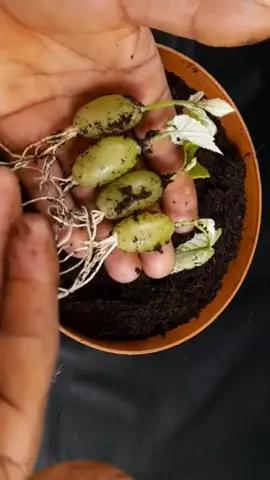 Propagate Grape Plants From Grape Fruits With Onion #plant #gardening #grafting #grape #plantslife 
