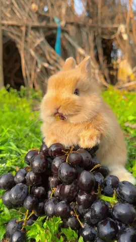 #cute #rabbit