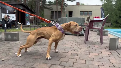 Eden sol (FHK) EL PAPI 💥 #foresthillkennel #apbt #americanpitbullterrier #adba #gamedog #pitbull #pitbullterrier #workingdog #realapbt #adbaworkingpitbulldog #realpitbull #adbaapbt 