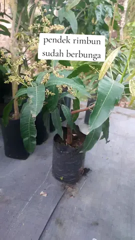 sisip pendek sedling besar langsung bunga #panenbuah #kebunmangga #panenmangga #mango 