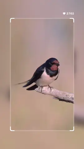 Barn Swallow (Landsvale) singing on and on… just the sound of happiness🎶🎶 🪶 🪶 🪶 🪶 #bns_birds  #elite_worldwide_birds  #nature_brilliance  #elite_worldwide_birds  #best_birds_planet #natureinfocus  #dailybirdshow  #bird_brilliance  #birds_adored  #raw_birds  #wildlife_shots #igscselect  #igscwildlife  #moods_in_frame  #natgeoyourshot  #your_best_birds #birdsworld  #naturelovers  #birdsonearth  #NiFFeature  #wildlifeonearth  #best_birds_of_ig  #animal_elite  #eye_spy_birds  #nuts_about_birds  #udog_feathers  #dof_brilliance #naturehippys #planetbirds #birdfreaks 