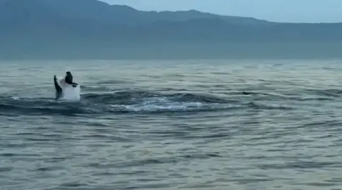 Desvendando o Poderoso Tubarão Branco: O Predador dos Mares #TubarãoBranco #VidaMarinha #PredadorDoMar #Documentário #Natureza #Oceanos #ConservaçãoMarinha #AnimaisFascinantes 