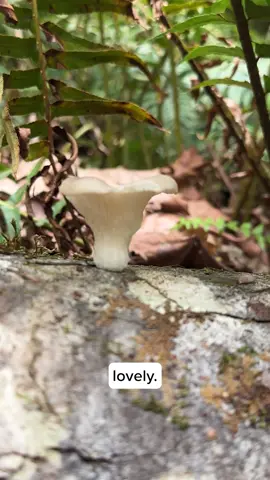 Have you ever spotted Oyster mushrooms growing in the wild in the spring? Jacqueline found some fruiting on an alder log on a recent foray. #oystermushrooms #foraging #mushrooms #mushtok #mushroomeducation #mycelium #forest #nature #mycologist