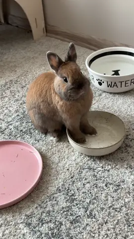 Compilation from the past few days of Penny standing in her bowl waiting for more pellets ever morning 😭💕 #rabbit #rabbits #rabbitsoftiktok #cutepets #freeroamrabbit #minilop #netherlandwarfrabbit #netherlanddwarf #netherlanddwarfbunny #houserabbit #indoorrabbits #PetsOfTikTok 