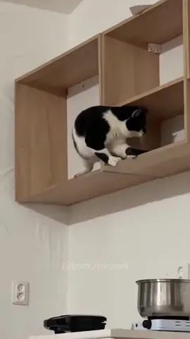 Cats are really good at tearing dooms.#fyp #foryou #funny #cat #tiktok #catsoftiktok #funnycat 
