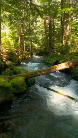 Gliding over a beautiful creek with the sun shining through the trees, casting a golden glow on this tranquil scene 😌 #creek #flying #forest #godisgreat #oregon #naturelovers #pnwonderland 