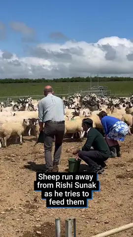 Rishi Sunak wasn't very popular with the sheep today during a farming visit in North Devon 😬🐑 Follow our politics channel for more! @Alright, Gov?  #rishisunak #sheep #farm #flock #feed #election #generalelection #conservatives #labour #pollingdayuk #tories #politics #ukpoliticsnews