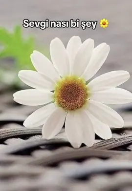 Çünku seviyorum diyorlar gidiyorlar 🌼🌼🌼