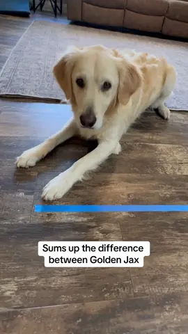 The difference between golden retriever Jax and Border Aussie Willy #goldenretriever #bordercollie #australianshepherd #goodboy 