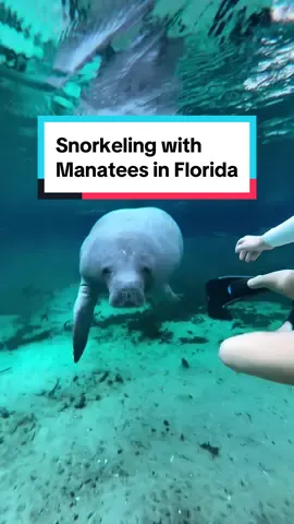 @natalieelongo swimming alongside gentle giants in the Florida waters 🥰🦭 Manatees, often referred to as 