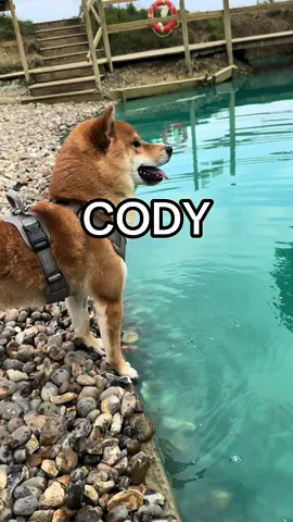 Shiba who likes water?!?! #shiba #shibainu #puppy #dog #dogsofinstagram #dogs #dogstagram #doglover #dogoftheday #doglife #doglovers #doggy #dogsofinsta #dogsofig #doggo #doglove #dogsitting #dogslife #dogsofinstaworld #doggie #dogscorner #dogphotography #dogofinstagram #dogmom #dogsofinstgram #dogmodel #dogwalk #dogood #doge #DogTraining #doggies #dogwalking #dogsandpals