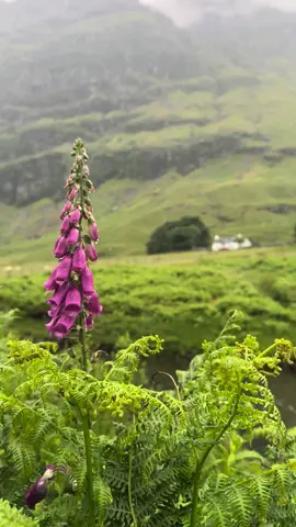 Blissful Scotland 🏴󠁧󠁢󠁳󠁣󠁴󠁿 #Scotland #ballachulish #rainyscotland #rain #scotishhighlands #highlands #uk #szkocja 