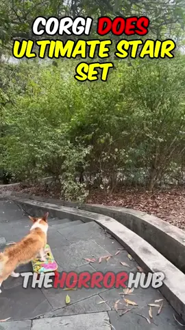 Corgi does skate trick 🤯 tag someone this corgi beats at skate! #skate #Skateboarding #skater #corgi #dogsoftiktok #unitedstates 