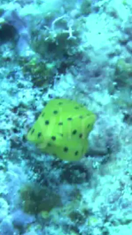 they are moving into your area #fyp #boxfish #ocean