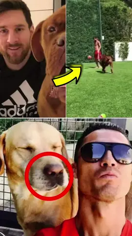 Jogadores de futebol que humilharam seus cachorros.